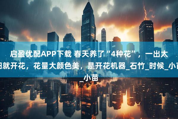 启盈优配APP下载 春天养了“4种花”，一出太阳就开花，花量大颜色美，是开花机器_石竹_时候_小苗